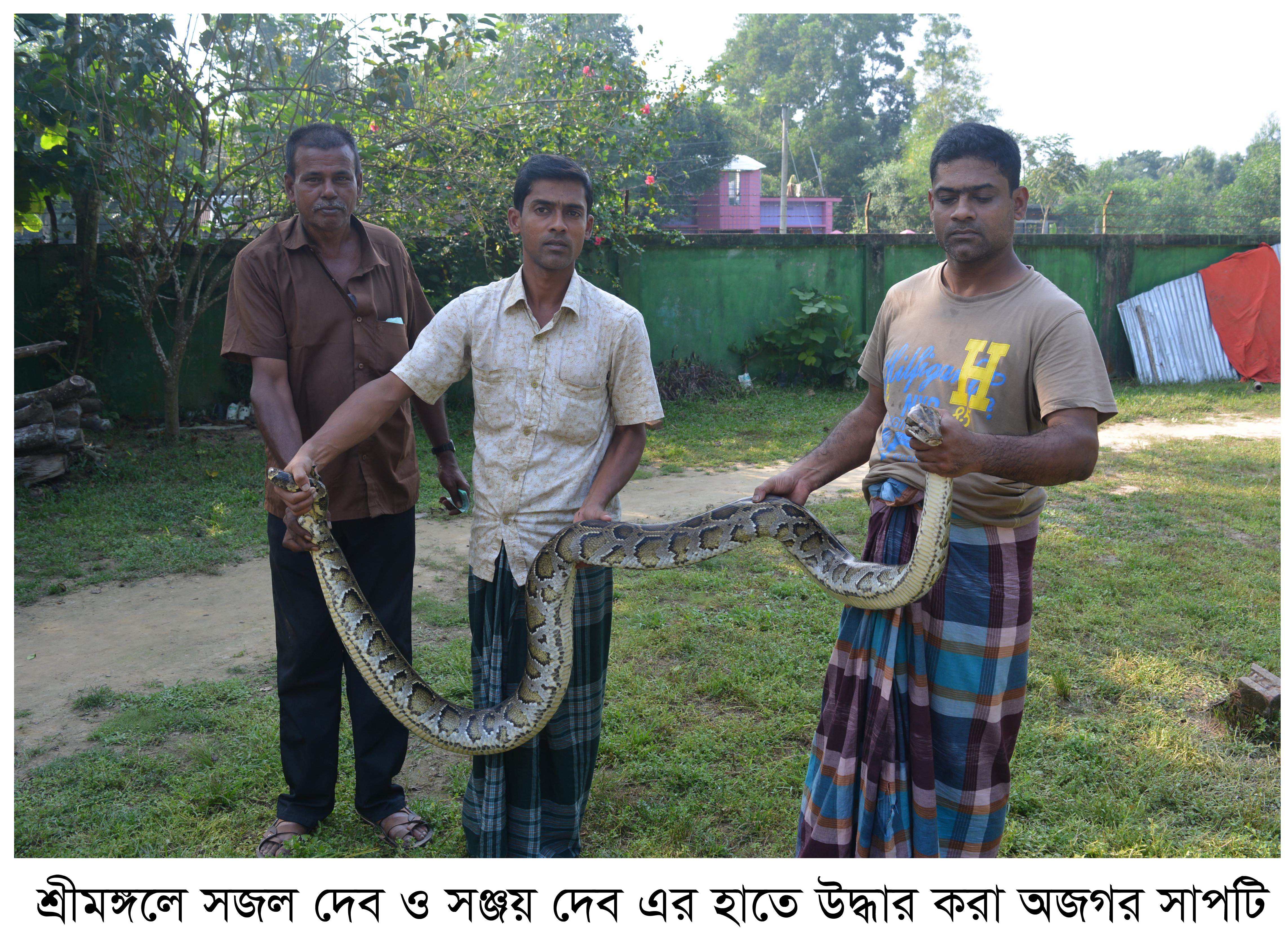 শ্রীমঙ্গলের অজগর সাপ উদ্ধার