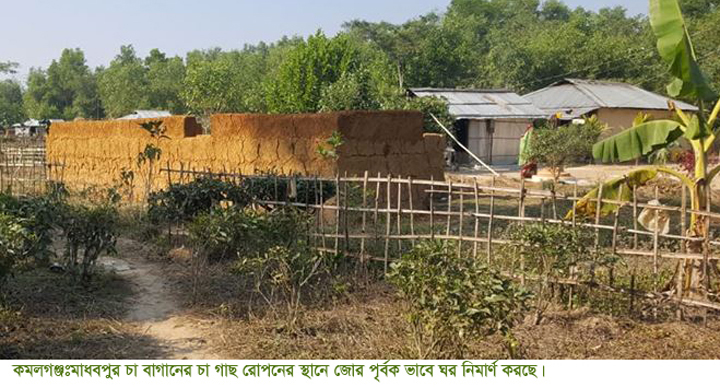 কমলগঞ্জের মাধবপুর চা-বাগানের প্লান্টেশন এলাকা দখল করে ঘর নির্মাণ