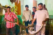 খাটের নিচ থেকে ১৬ ফুটের অজগর উদ্ধার