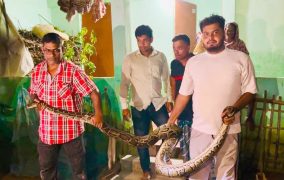 খাটের নিচ থেকে ১৬ ফুটের অজগর উদ্ধার