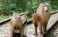 লাউয়াছড়ায় দেখা গেল  বিরল উল্টোলেজি বানর