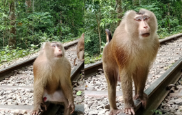 লাউয়াছড়ায় দেখা গেল বিরল উল্টোলেজি বানর
