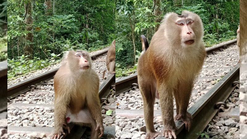 লাউয়াছড়ায় দেখা গেল  বিরল উল্টোলেজি বানর