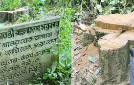 লাউয়াছড়ায় পাহারার মধ্যেই সেগুন গাছ উধাও