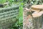 লাউয়াছড়ায় পাহারার মধ্যেই সেগুন গাছ উধাও