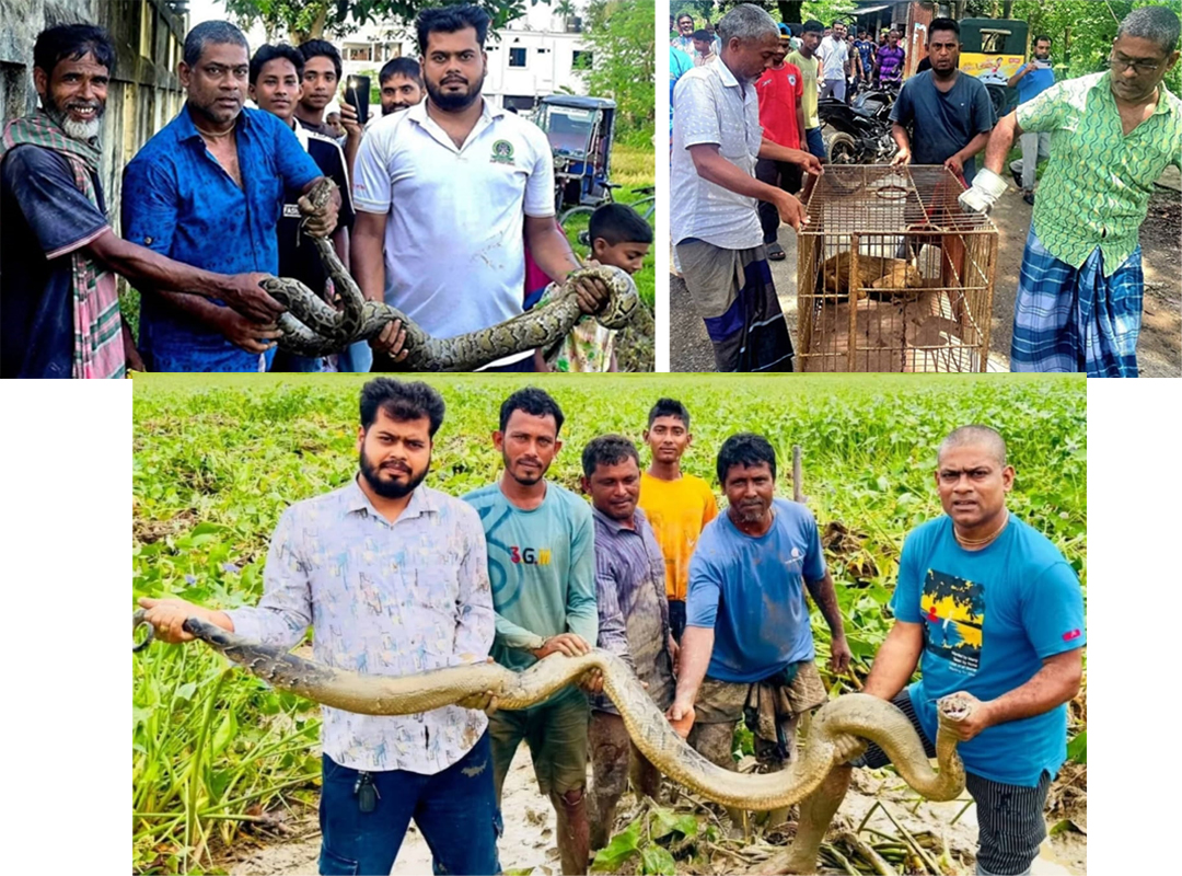 মানুষের বসতিতে বন্যপ্রাণীর আনাগোনা