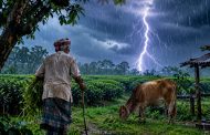 গরুকে খাবার দিতে গিয়ে বজ্রপাতে চা শ্রমিকের মৃত্যু