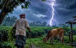 গরুকে খাবার দিতে গিয়ে বজ্রপাতে চা শ্রমিকের মৃত্যু