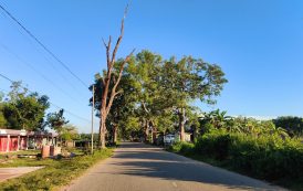 জুড়ীতে সড়কের পাশে ১০ মরা গাছ, দুর্ঘটনার আগেই অপসারণের দাবি
