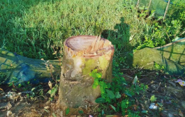 কমলগঞ্জে রাতের আঁধারে সামাজিক বনায়নের ১৫টি গাছ উধাও