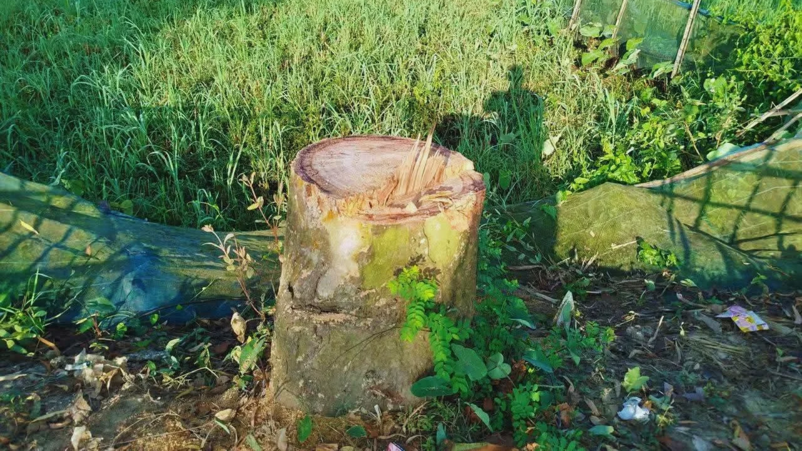 কমলগঞ্জে রাতের আঁধারে সামাজিক বনায়নের ১৫টি গাছ উধাও